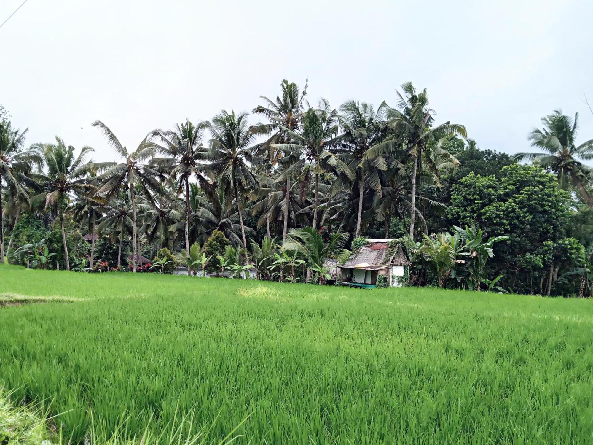 Hotel Mandala Blu Wellness Ubud Exterior foto